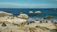 Boulders Beach