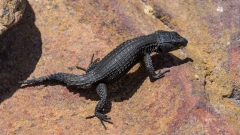 Schwarze Echse
