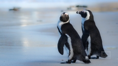 Boulders Beach