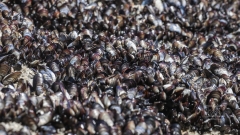 Muschelbank am Meer