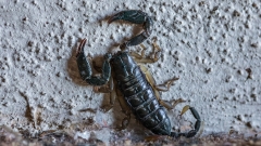 Skorpion