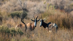 Bontebok Antilopen