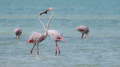 Flamingos