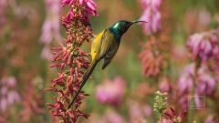 Ein afrikanischer Nektarvogel