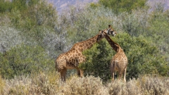 Giraffen