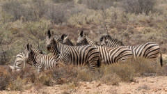 Zebragruppe