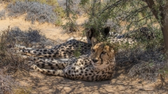 Gepard