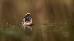 ein Teichfrosch