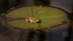 Teichfrosch