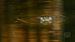 quakender Teichfrosch