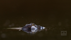 Teichfroschkopula