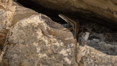 Mauereidechse