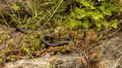 Zornnatter in ihrem Habitat