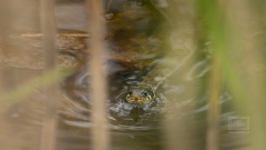 Natrix Natrix