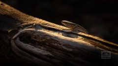 selten sieht man Mauereidechsen noch im letzten Abendlicht