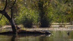 Wasserschildkröten sind sehr scheu