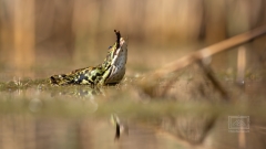 Teichfrosch mit Beute