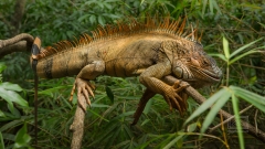 Leguan
