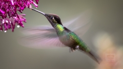 Kolibri