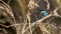 Eisvogel