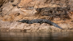 Aligator