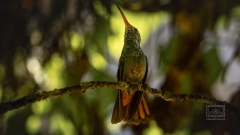 rastender Kolibri