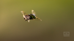 Fliegen