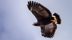 Seeadler