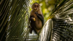 Freche Wesen sind die Kapuzineraffen schon