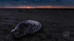 auf Grund des ersten Morgen beschlossen wir das zweite Boot um 08h30 zu nehmen.