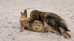 dieser relativ junge Bulle