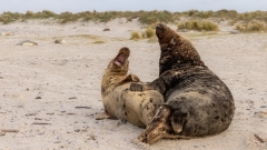 auf Grund der Kampflaute