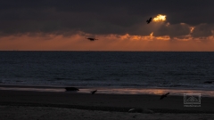 Eins weiss ich als Ornithologe