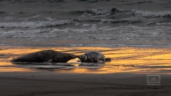 für mich ein schlichtes Traumbild