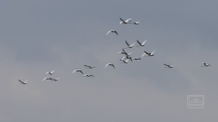 Zwergschwäne ziehen südwärts