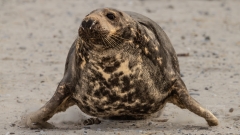 imposannt so ein 300kg Bulle