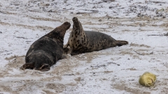 unten rechts das Junge hat noch eine rote Nabelschnur von der Geburt des Vortages