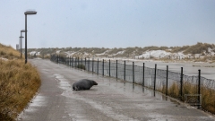 der Weg zum Oststrand am Flugplatz vorbei war kurzfristig in Robbenhand