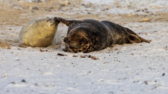 das mütterliche wegschubsen mit der Flosse hat mehrere Gründe