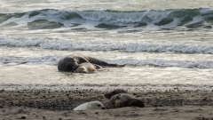 Eine grosse Zahl von Weibchen wird regelrecht vergewaltigt.