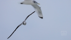 Im Winter fährt nur eine Fähre dreimal die Woche nach Helgoland.