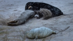 noch immer war es nicht richtig hell