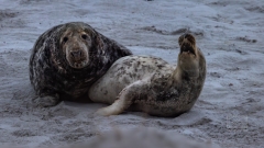 es wurde heller und schon schaffte ich Bilder mit einer 1/200s