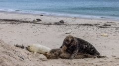 10 Tage nach der Geburt sind die Weibchen bereits wieder empfänglich um nach gut 11 Monaten Tragezeit wieder hier zu sein.