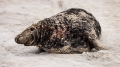 Bulle, vom Kampf gezeichnet