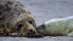 Mutter und Neugeborenes