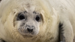 So niedlich und doch ein wildes Tier