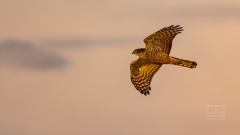 diesem Sperber war ich drei Tage auf der Lauer
