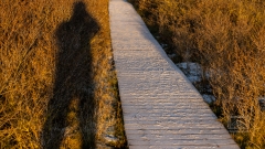 morgentlicher Raureif