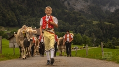 Appenzeller Alpabfahrten